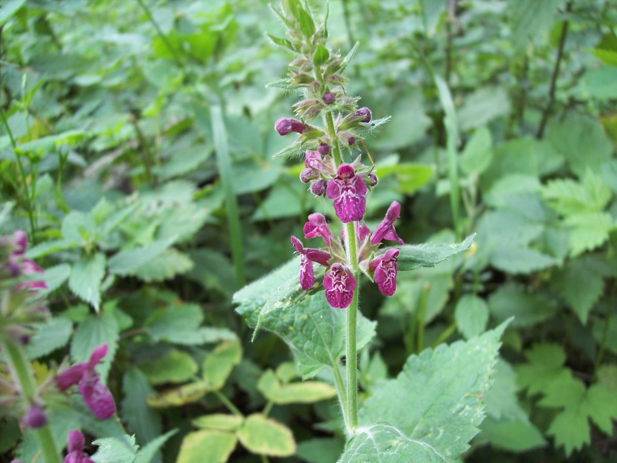 Stachys sylvatica / Erba betonica, vettonica